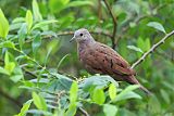 Ruddy Ground Dove